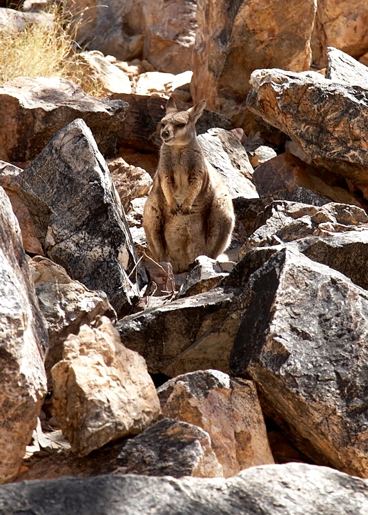 Rock Wallaby
