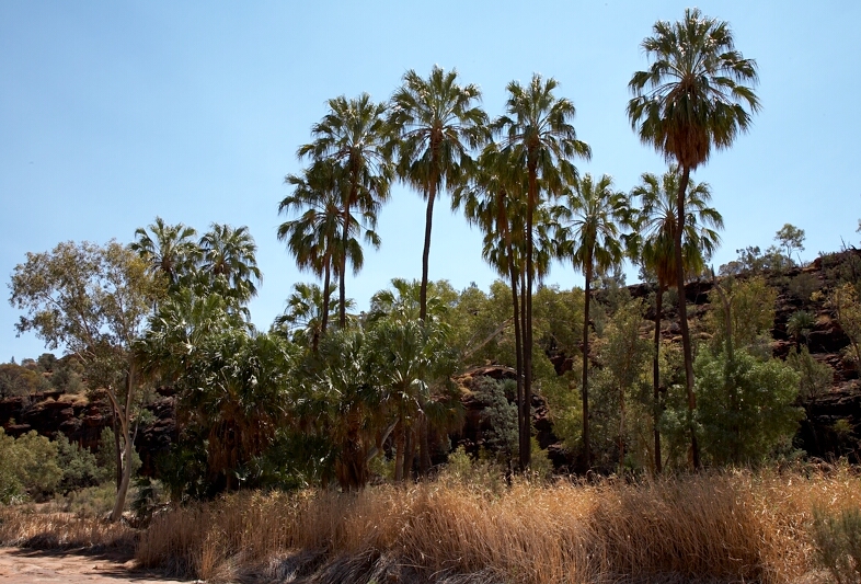 Palm Valley