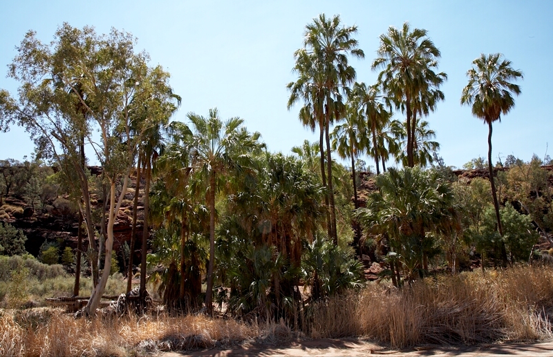 Palm Valley