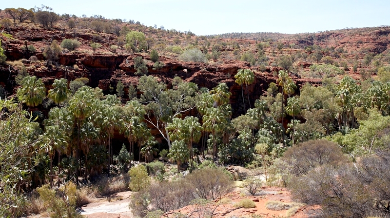 Palm Valley