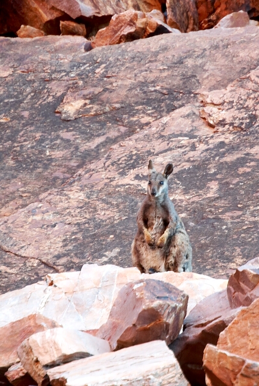 Rock Wallaby