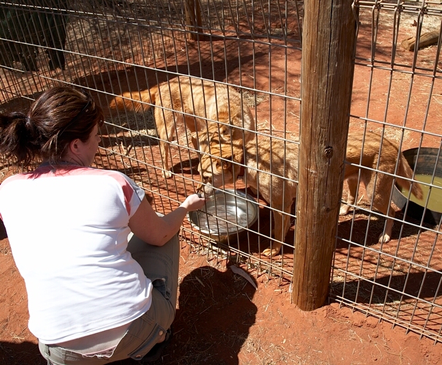 Molly feeds the Dingos