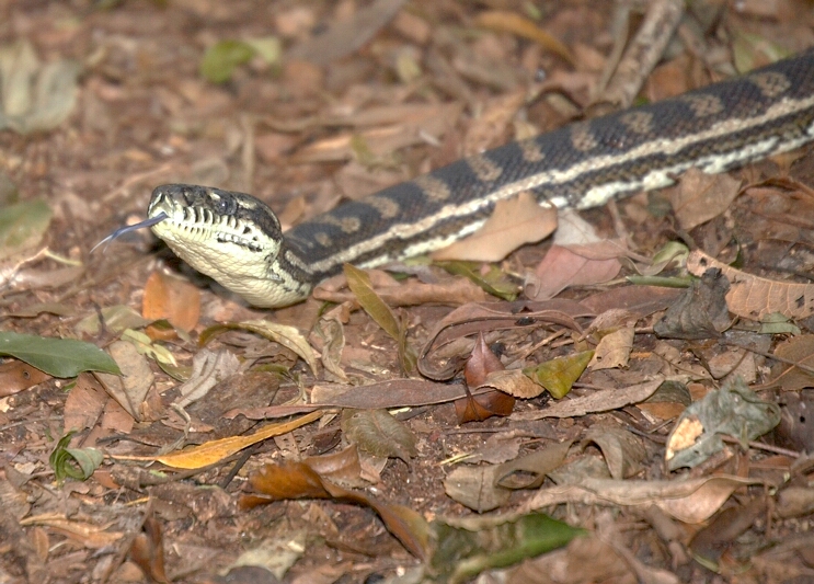 Carpet Python