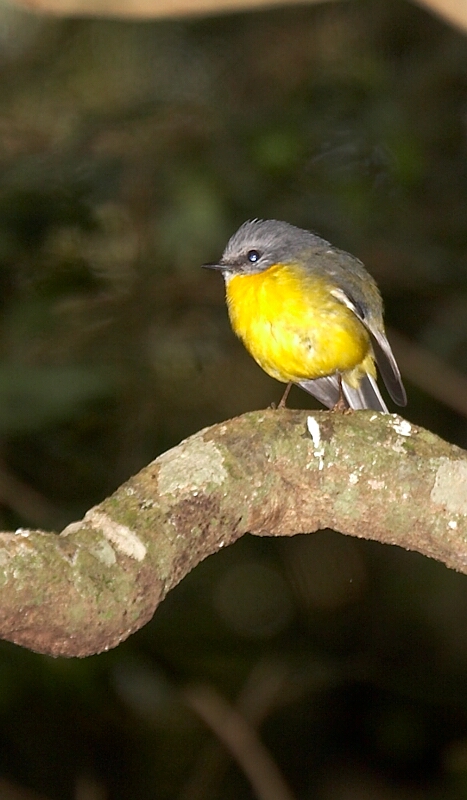 Eastern Yellow Robin