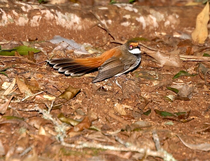 Rufous Fantail