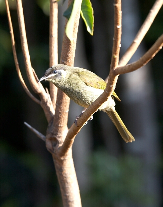 Grey Fantail