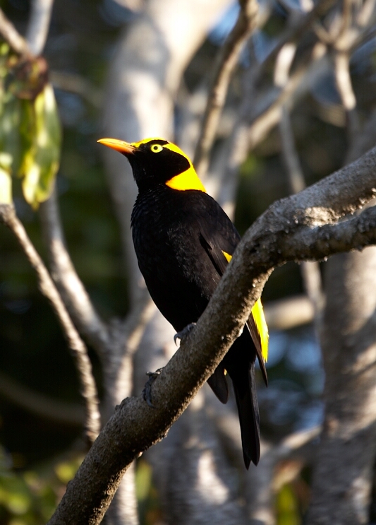 Regent Bowerbird