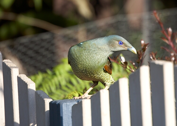 Satin Bowerbird