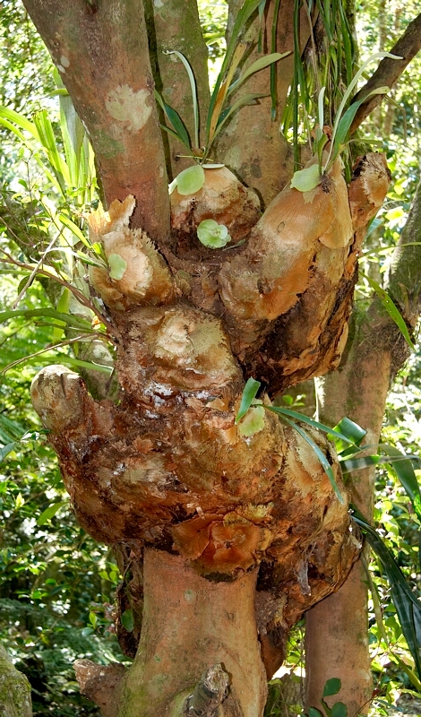 Epyphids