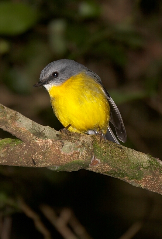 Eastern Yellow Robin