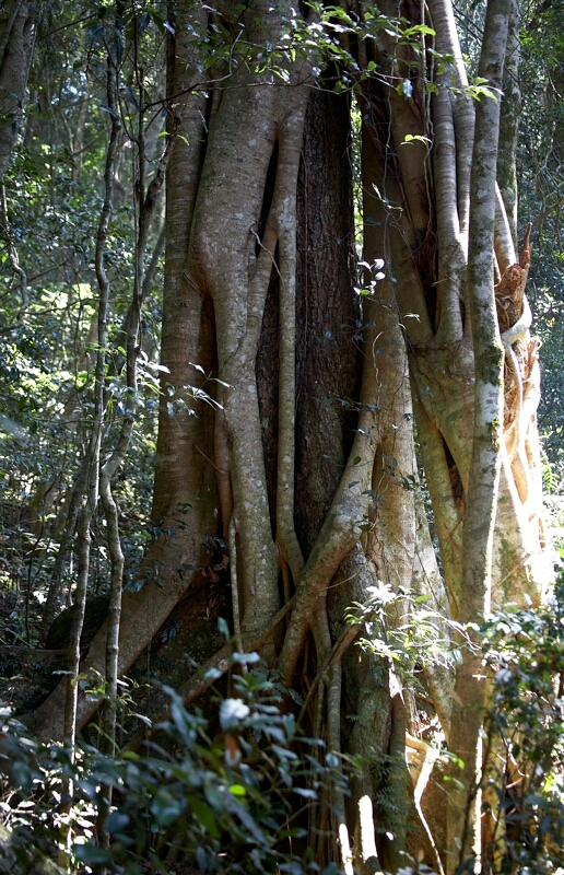 Strangler Fig