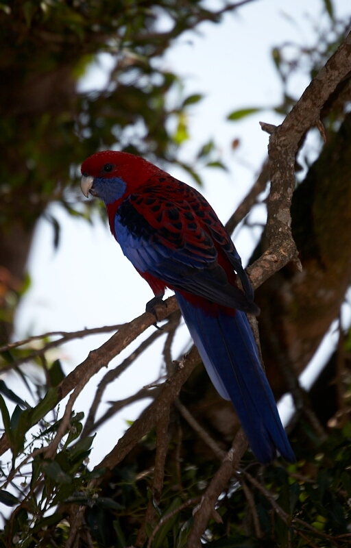 Crimson Rosella