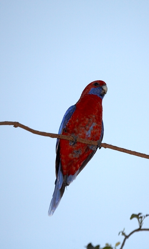 Crimson Rosella