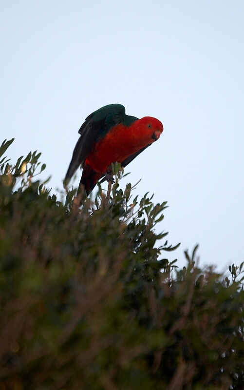 Australian King-Parrot
