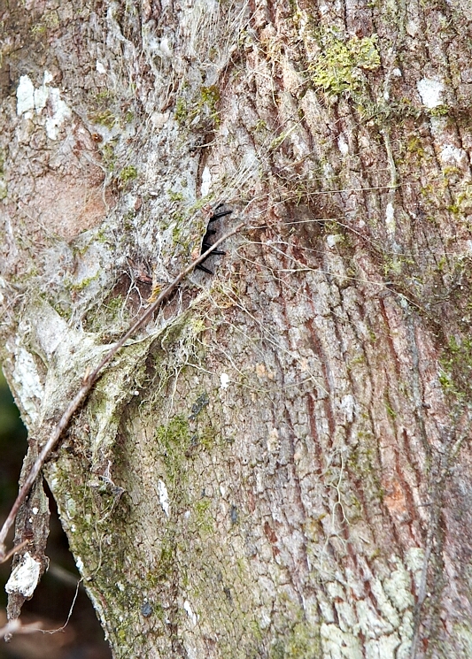 Northern Tree Dwelling Funnel Spider