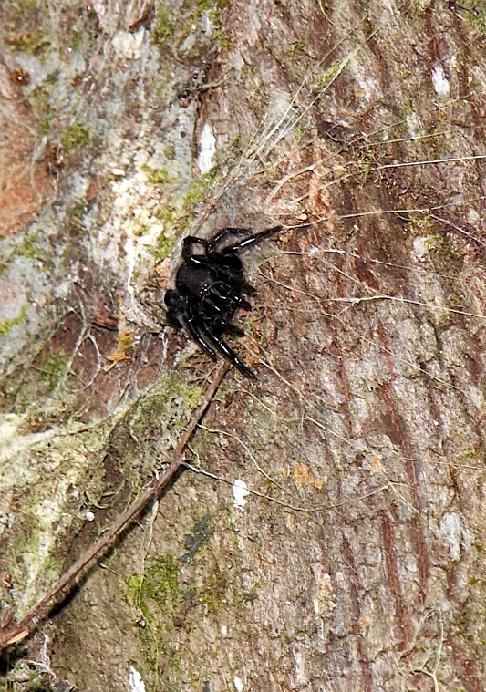Northern Tree Dwelling Funnel Spider