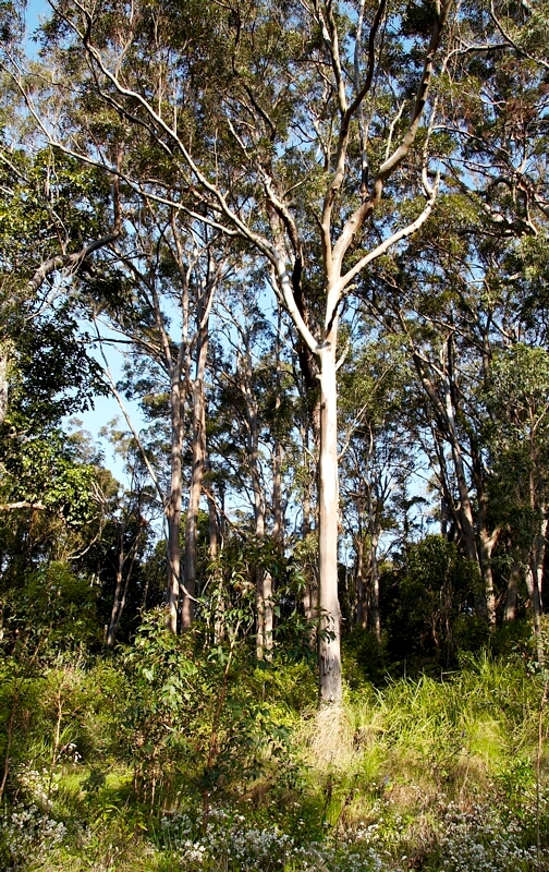 Forest Trees