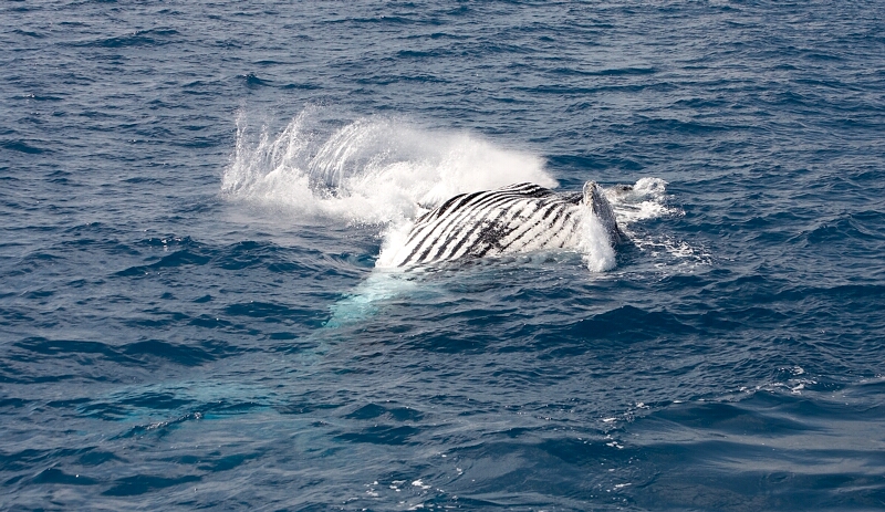 Humpback Whale