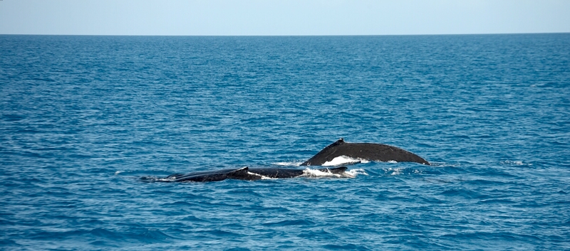 Humpback Whale