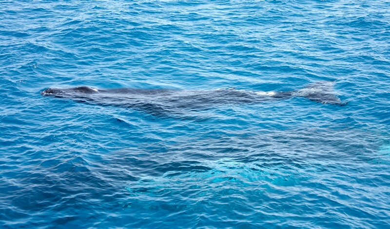 Humpback Whale