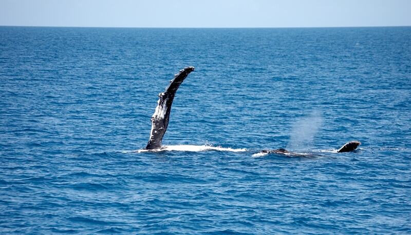 Humpback Whale