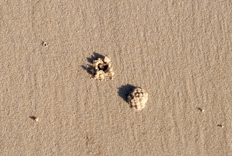 Crab hole