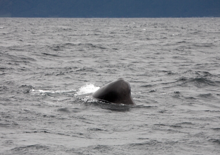 Sperm Whale head