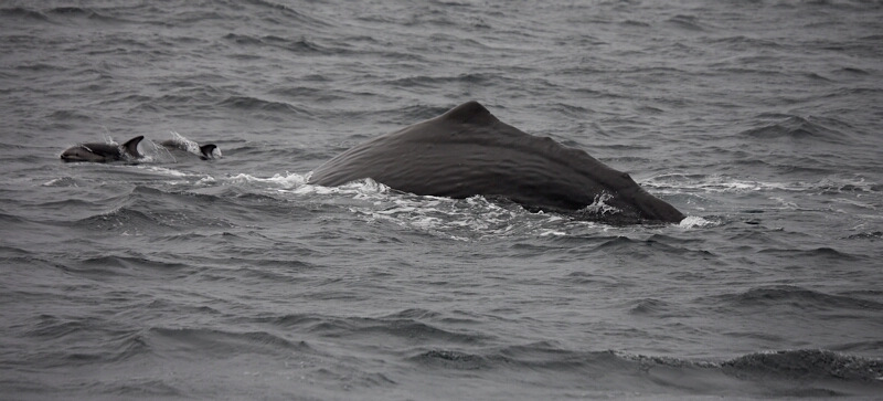 Dusky Dolphins harass Sperm Whale