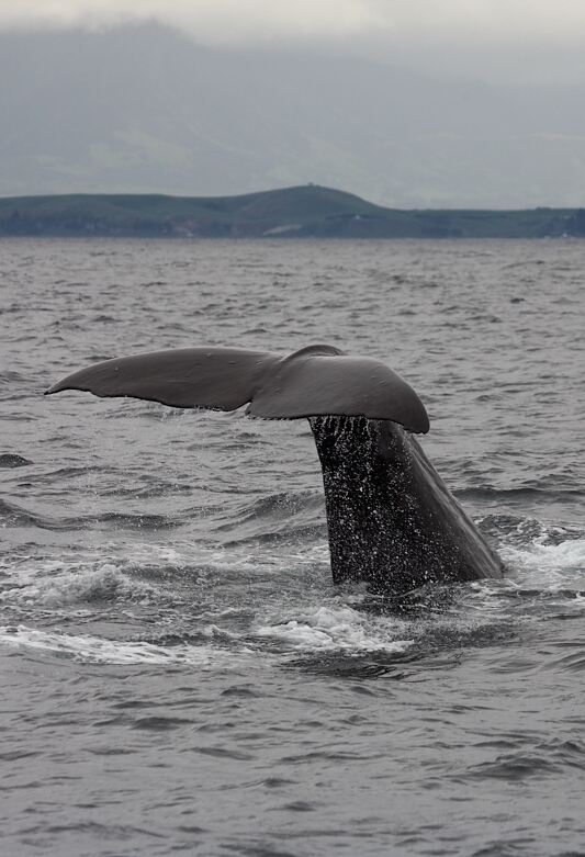 Whale tail