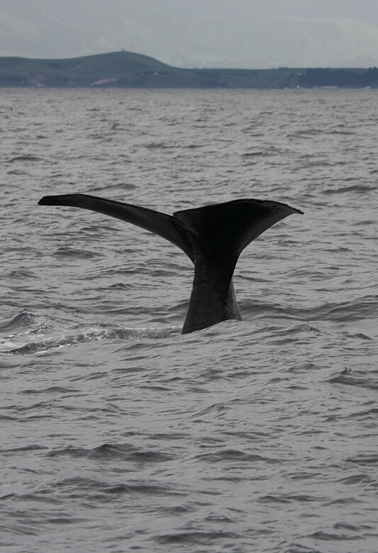 Diving