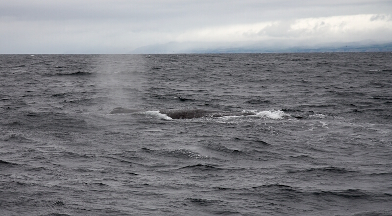 Sperm Whale