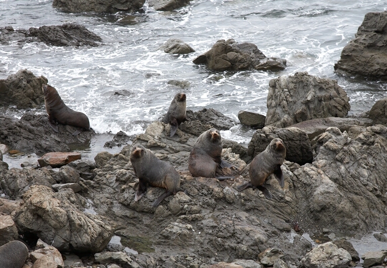 Fur seal colony