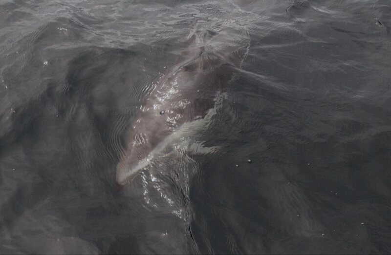 Dusky Dolphin