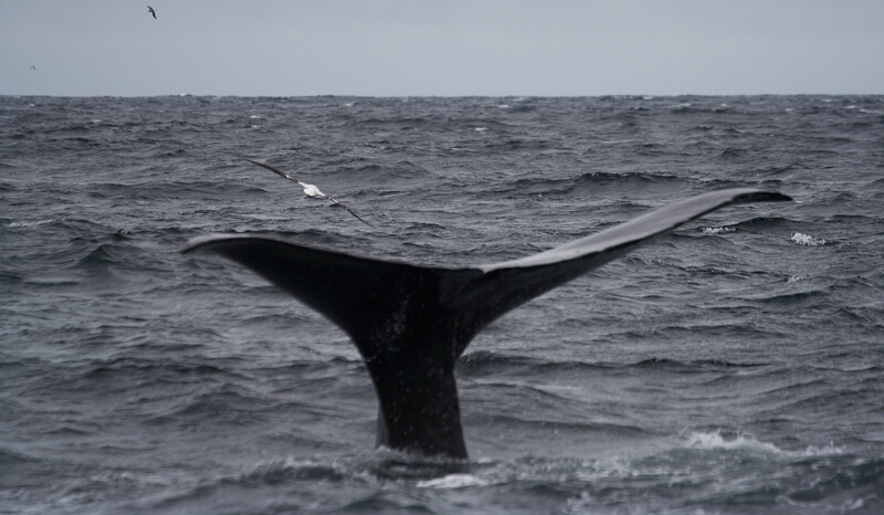 Whale tail