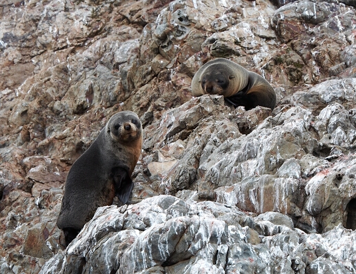 Fur seal colony