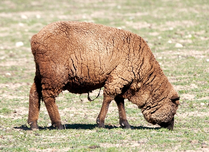 Sheep along the way
