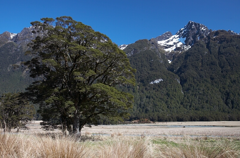 Knobs Flat