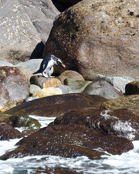 A lone Penguin