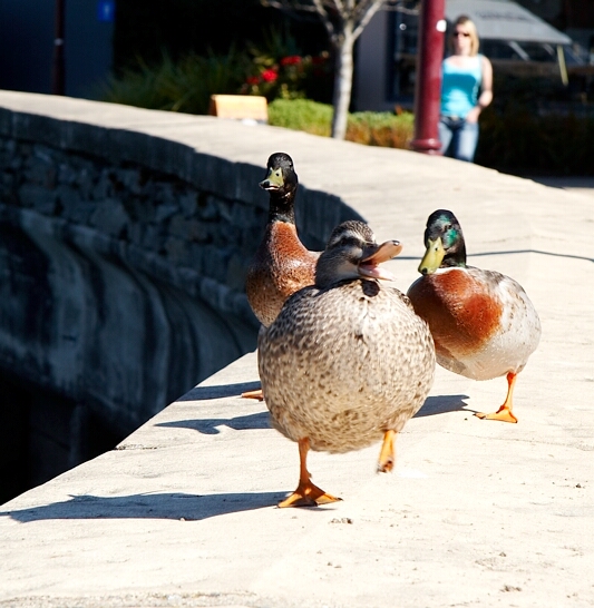 Its spring, lets boogie