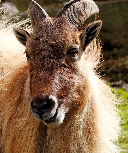 Thar (goat)