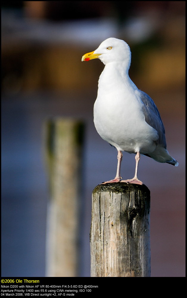 Herring Gull (Slvmge / Larus argentatus)