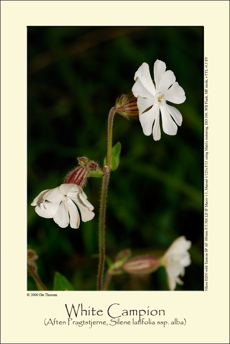 White Campion (Aften-Pragtstjerne / Silene latifolia ssp. alba)