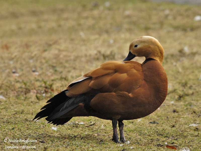 RUDDY SHELDUCK male