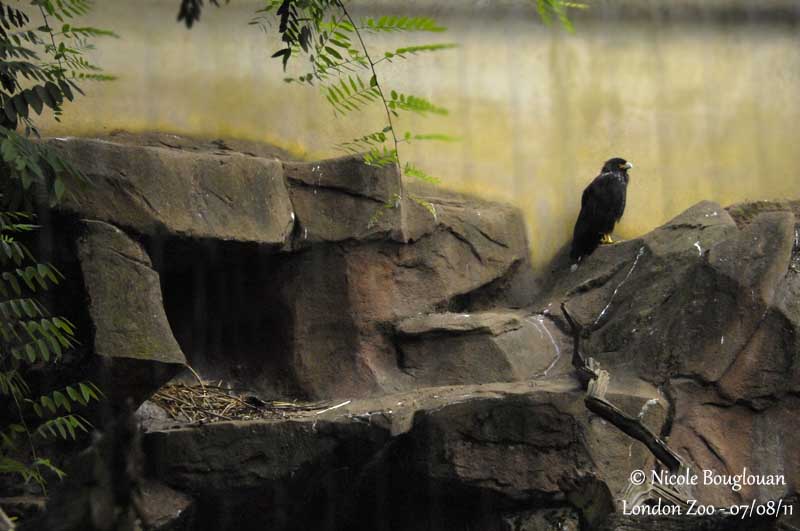 STRIATED CARACARA - nest site