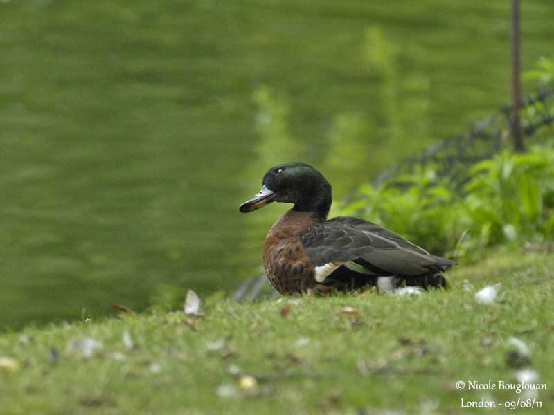 CHESTNUT TEAL male - ANAS CASTANEA - SARCELLE ROUSSE