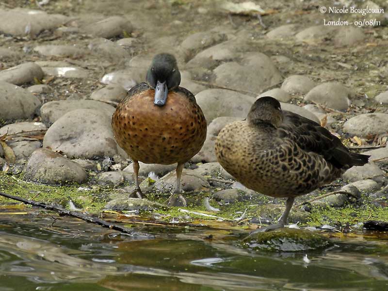 CHESTNUT TEAL pair - ANAS CASTANEA - SARCELLE ROUSSE