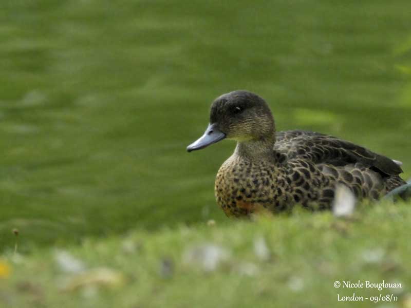 CHESTNUT TEAL female - ANAS CASTANEA - SARCELLE ROUSSE