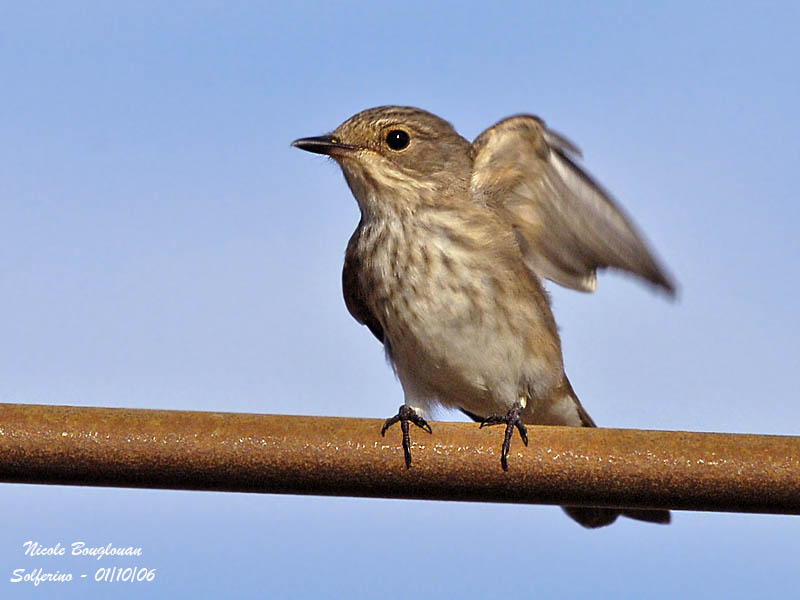 Spotted Flycatcher