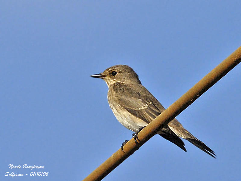 Spotted Flycatcher