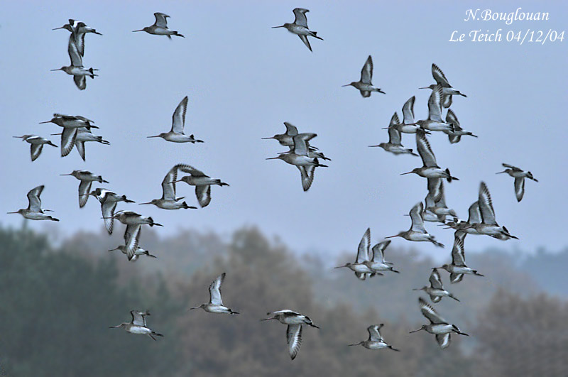 BLACK-TAILED-GODWIT